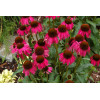 Jeżówka 'Raspberry Tart' Echinacea