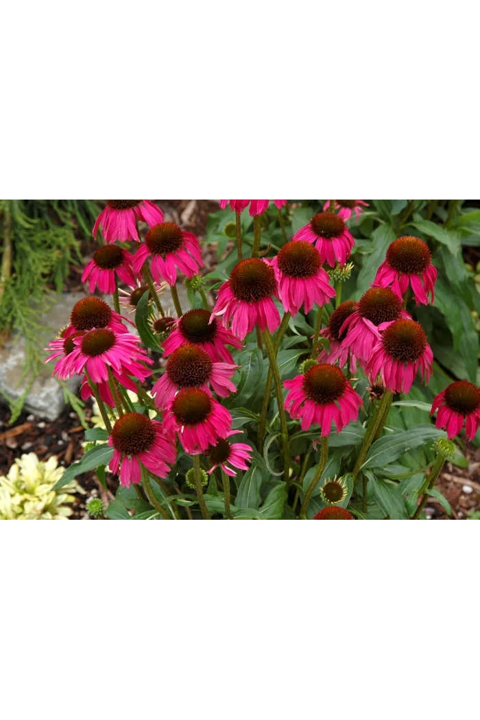 Jeżówka 'Raspberry Tart' Echinacea