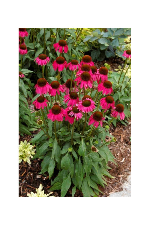 Jeżówka 'Raspberry Tart' Echinacea