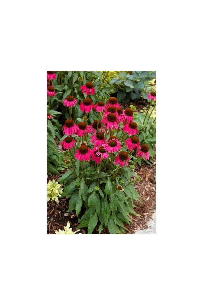 Jeżówka 'Raspberry Tart' Echinacea
