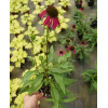 Jeżówka 'Raspberry Tart' Echinacea