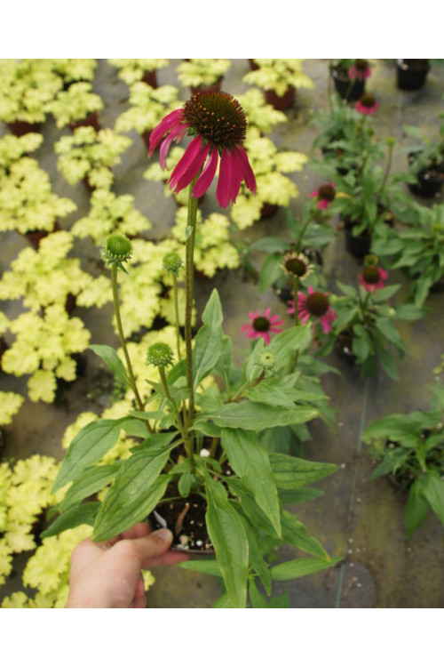Jeżówka 'Raspberry Tart' Echinacea