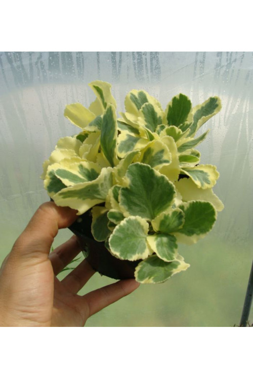 Chiastofil naprzeciwlistny 'Variegta' Chiastophyllum oppositifolium