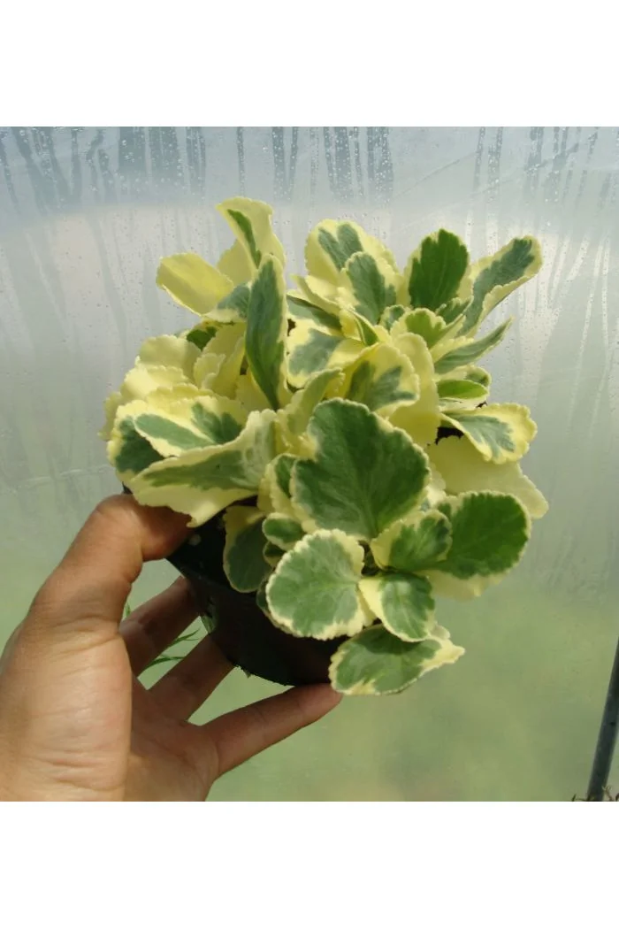 Chiastofil naprzeciwlistny 'Variegta' Chiastophyllum oppositifolium