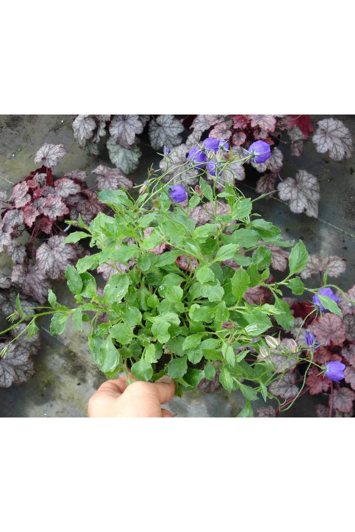 Dzwonek 'Jelly Bells' Campanula