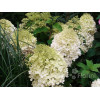 Hortensja bukietowa 'Phantom' Hydrangea paniculata