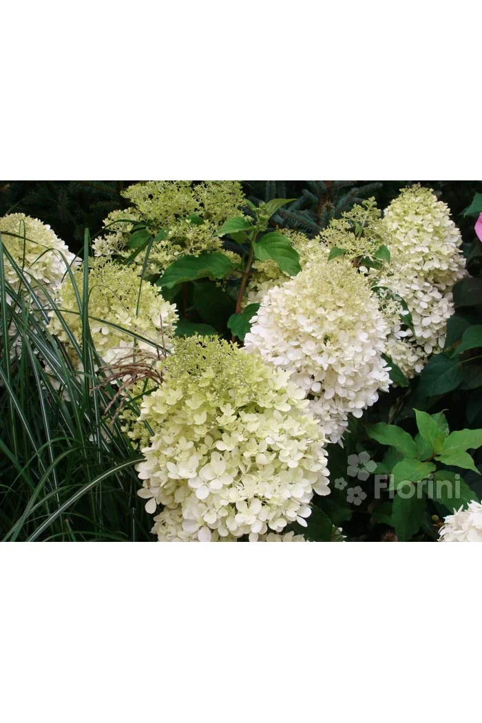 Hortensja bukietowa 'Phantom' Hydrangea paniculata
