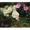 Hortensja bukietowa 'Phantom' Hydrangea paniculata