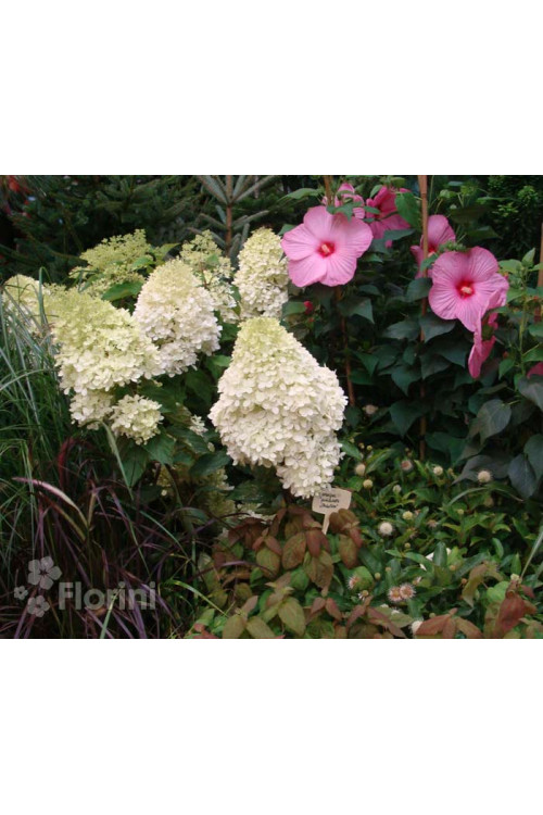 Hortensja bukietowa 'Phantom' Hydrangea paniculata
