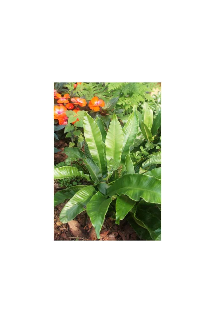 Języcznik zwyczajny | Phyllitis scolopendrium (Asplenium scolopendrium)