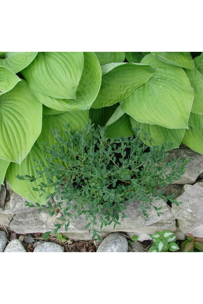 Szczodrzeniec płożący | Cytisus decumbens