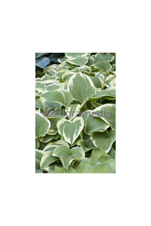 Funkia 'Antioch' Hosta