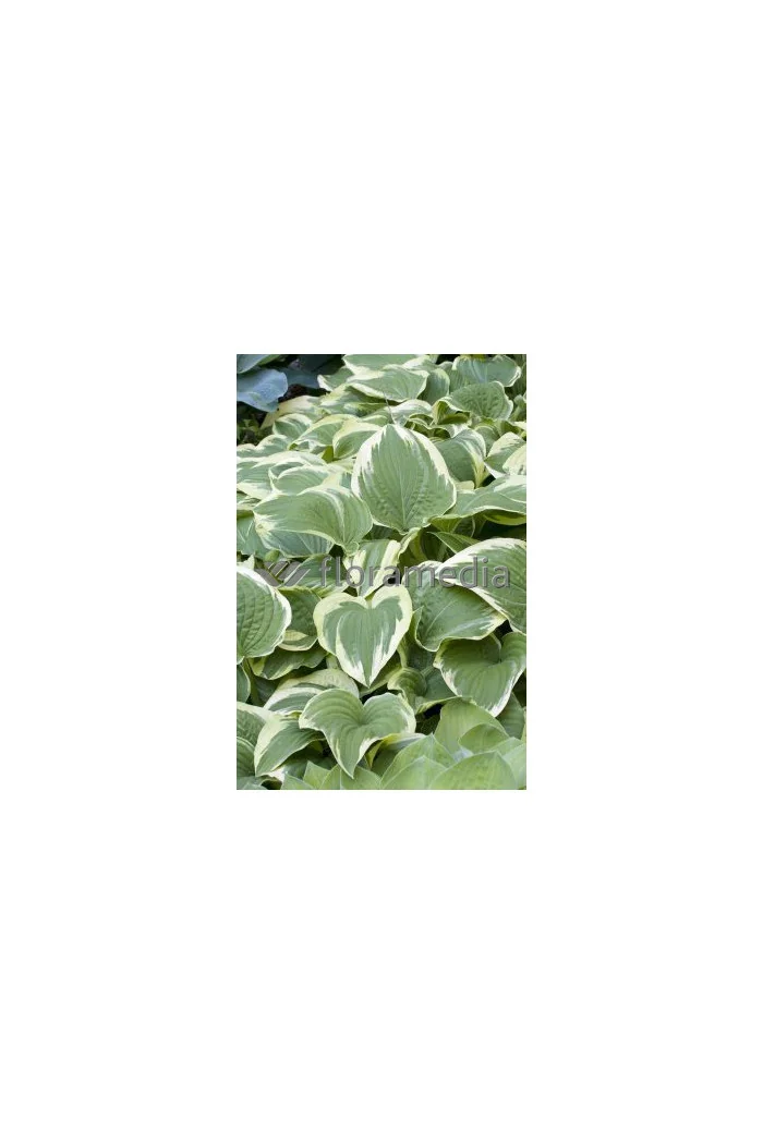 Funkia 'Antioch' Hosta