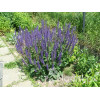 Szałwia omszona 'Mainacht' | Salvia nemorosa