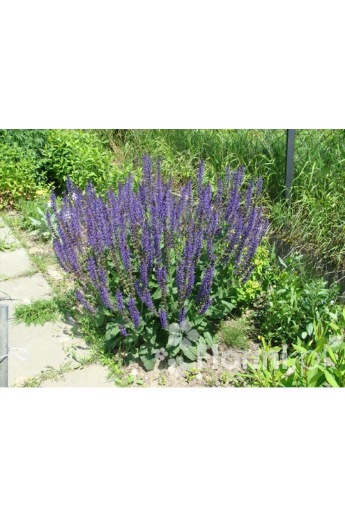 Szałwia omszona 'Mainacht' | Salvia nemorosa