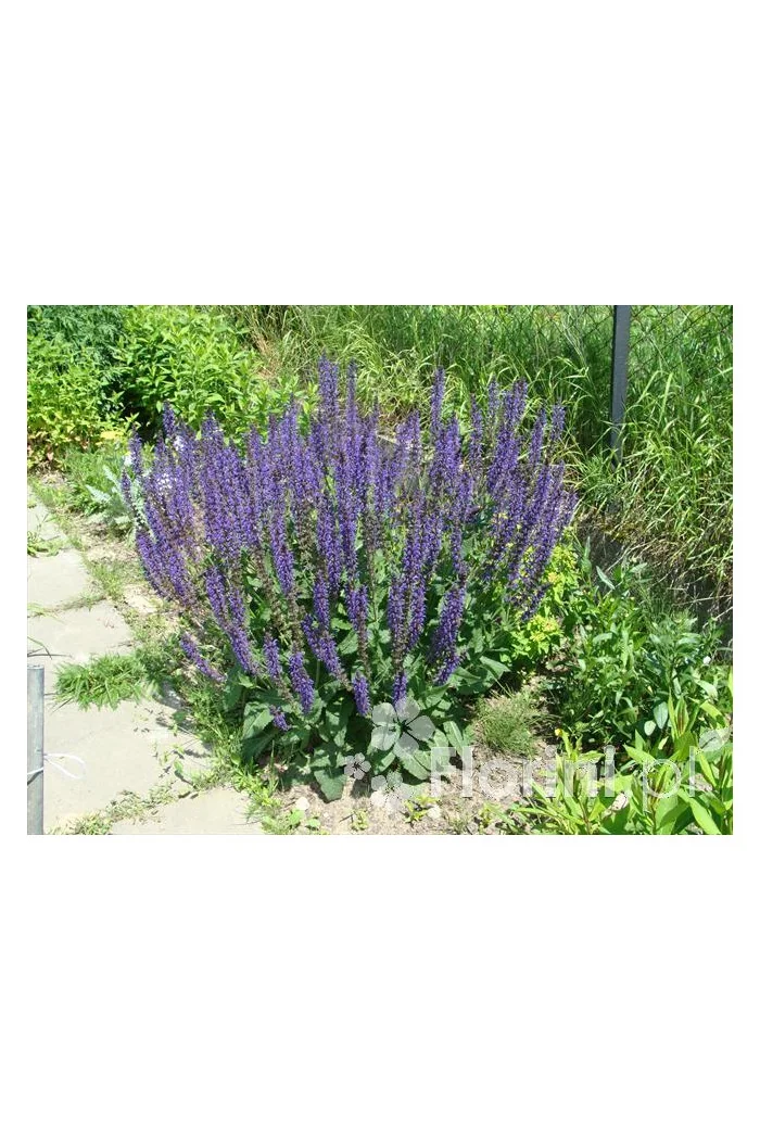 Szałwia omszona 'Mainacht' | Salvia nemorosa