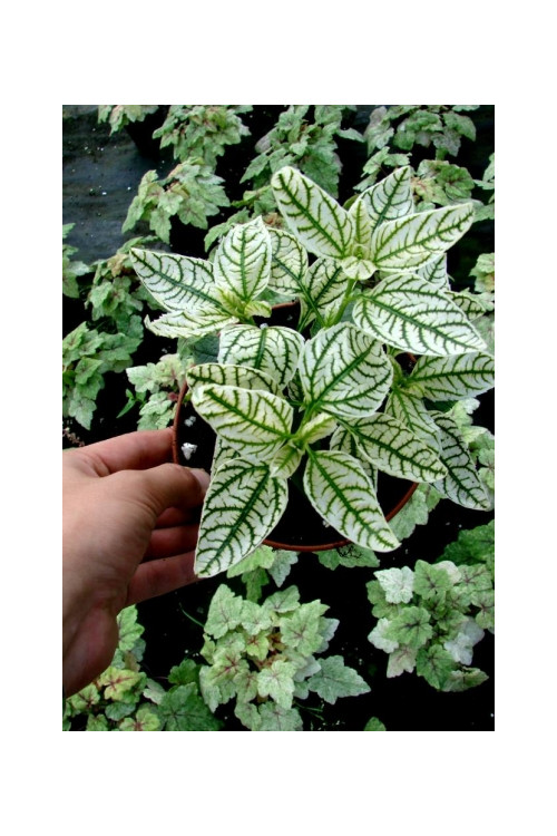 Słoneczniczek szorstki 'Loraine Sunshine' Heliopsis helianthoides