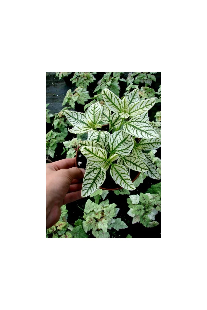 Słoneczniczek szorstki 'Loraine Sunshine' Heliopsis helianthoides