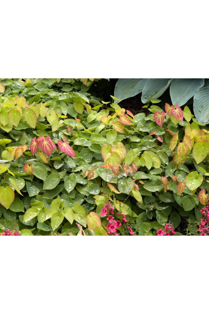 Epimedium żółte 'Sulphureum' | Epimedium x versicolor