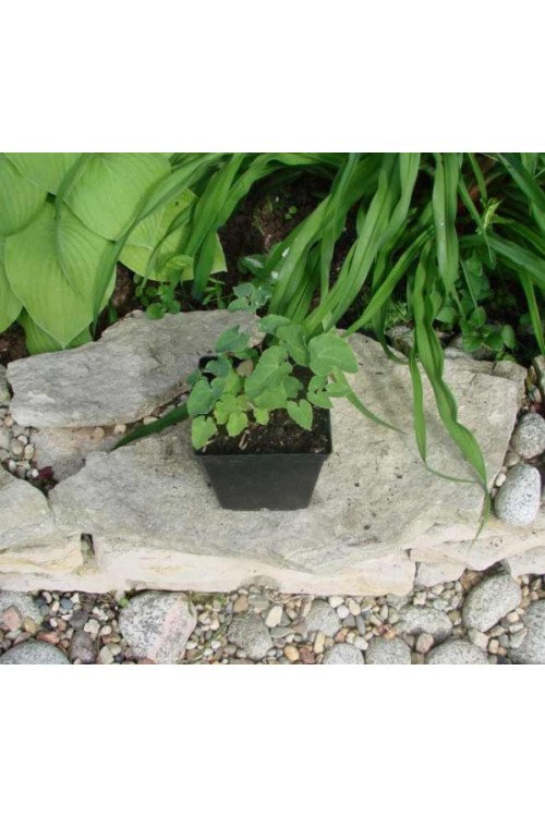 Epimedium żółte 'Sulphureum' | Epimedium x versicolor