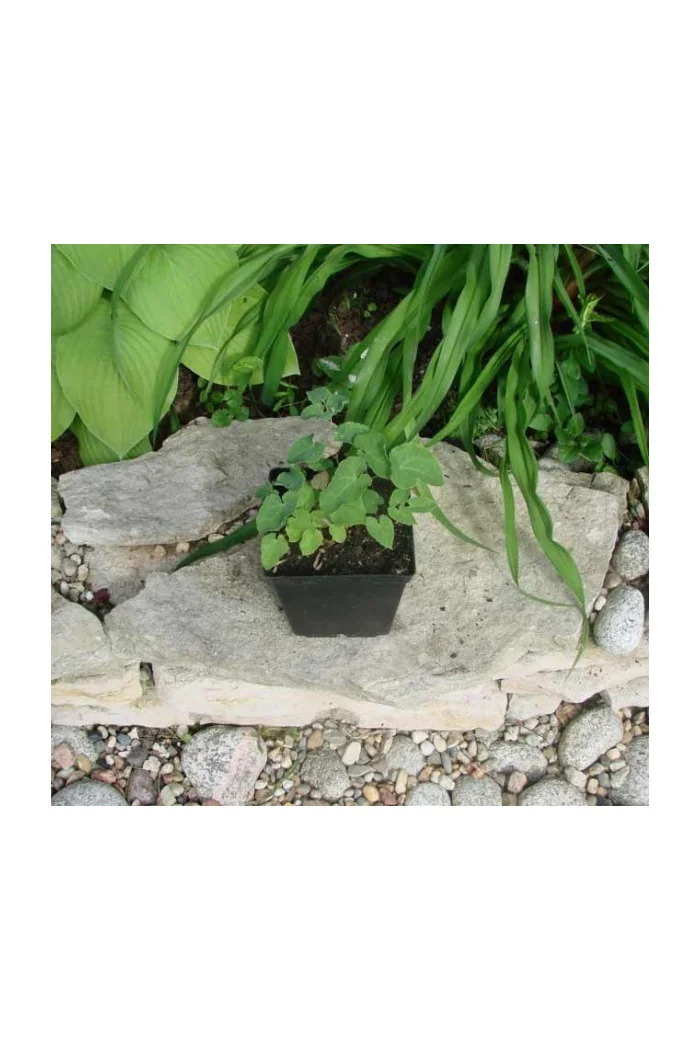 Epimedium żółte 'Sulphureum' | Epimedium x versicolor