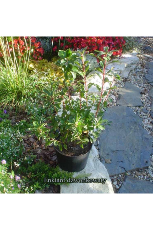 Enkiant dzwonkowaty | Enkianthus campanulatus