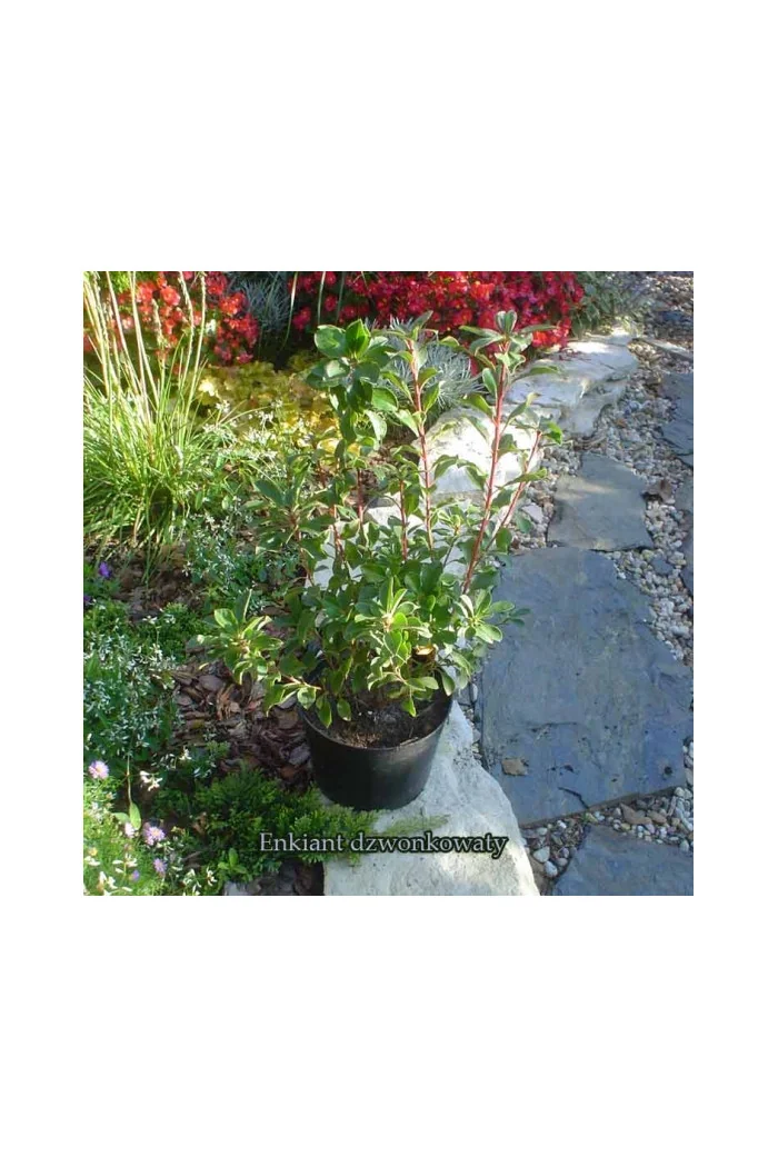 Enkiant dzwonkowaty | Enkianthus campanulatus
