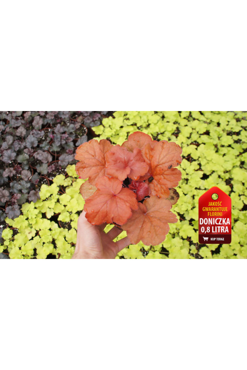 żurawka, żurawka Fire Alarm, heuchera