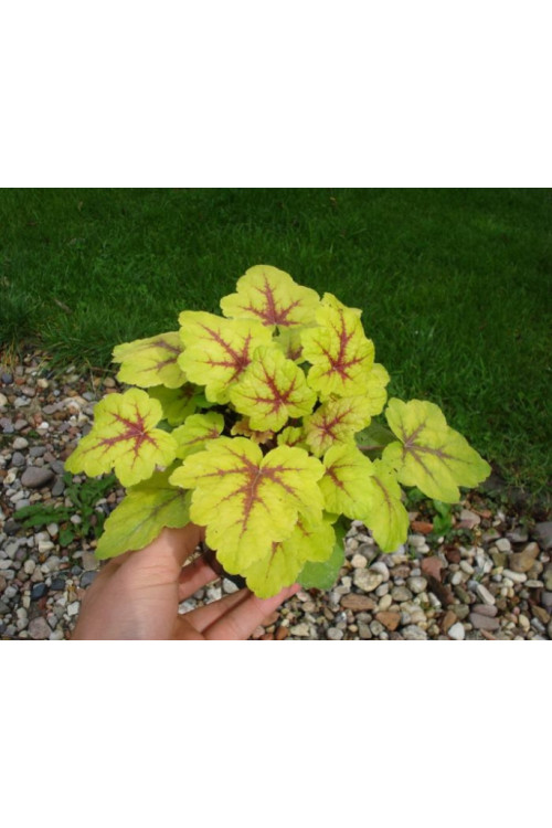 Żuraweczka Stoplight' | Heucherella
