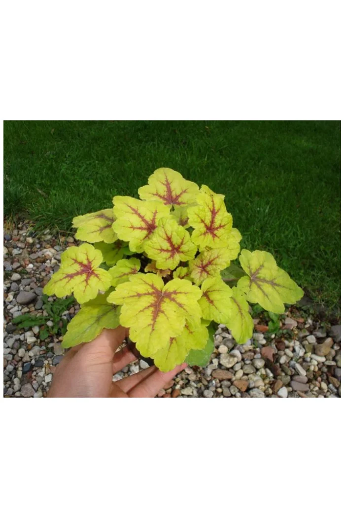 Żuraweczka Stoplight' | Heucherella