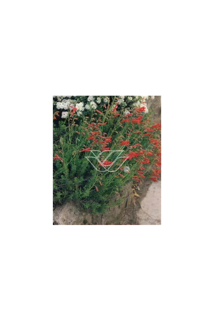 Penstemon sosnkowaty Penstemon pinifolius