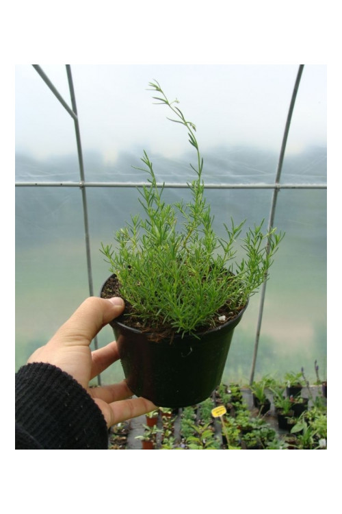 Penstemon sosnkowaty Penstemon pinifolius