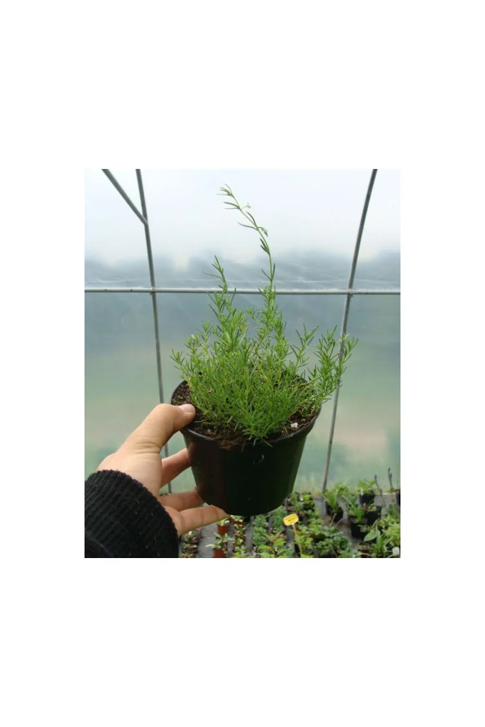 Penstemon sosnkowaty Penstemon pinifolius