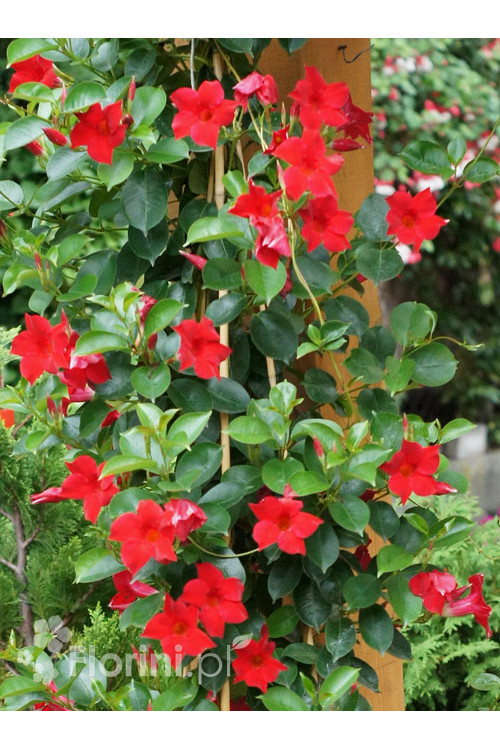 Sundaville 'Red' | Sundaville