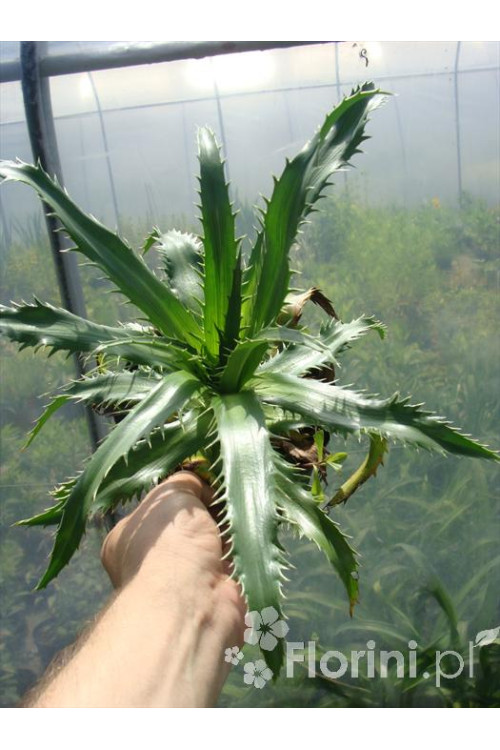 Mikołajek agawolistny Eryngium agavifolium