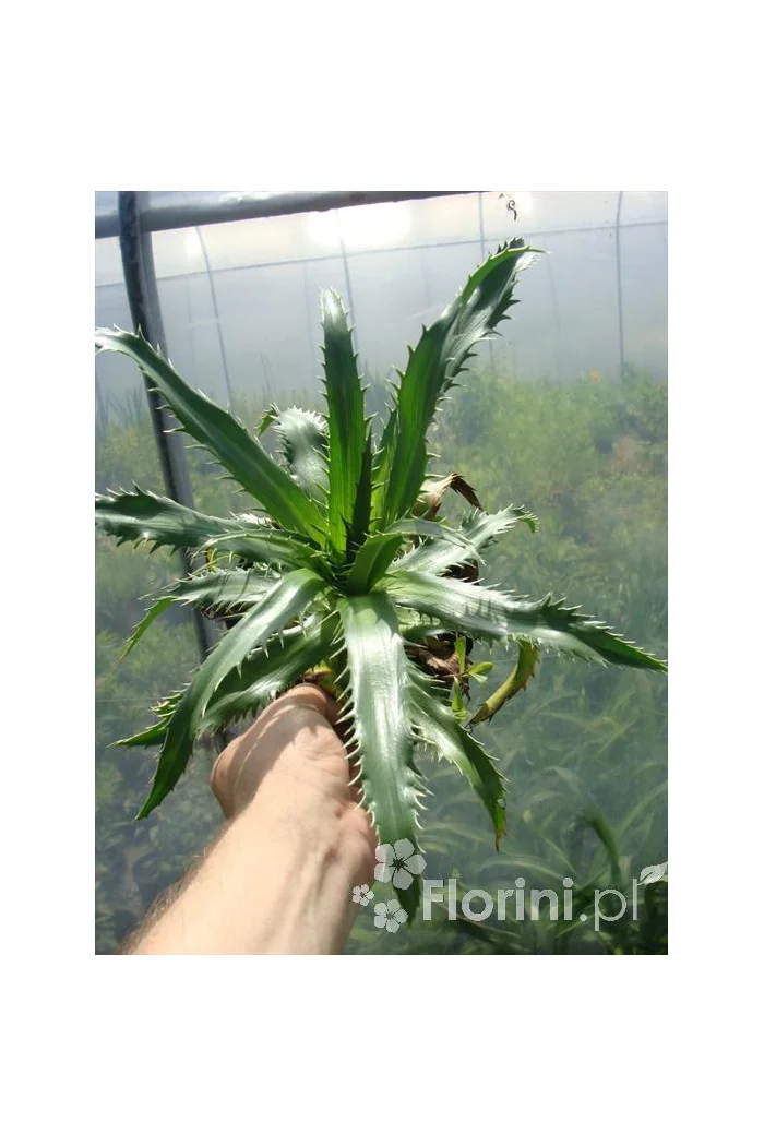 Mikołajek agawolistny Eryngium agavifolium
