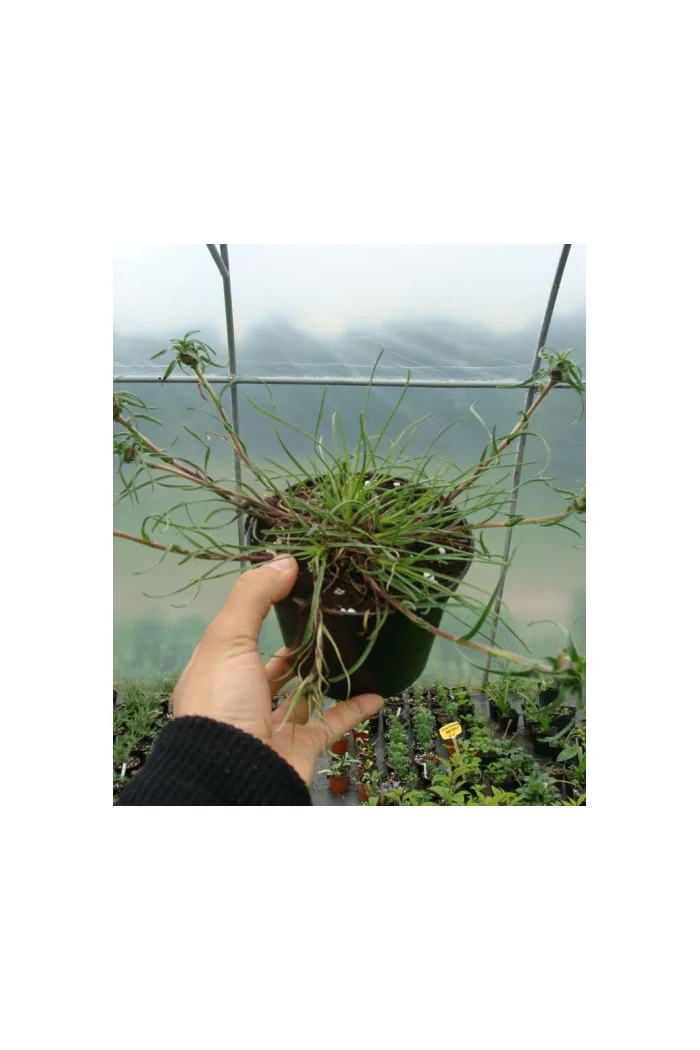 Dzwonczyn trawolistny Edraianthus graminifolius