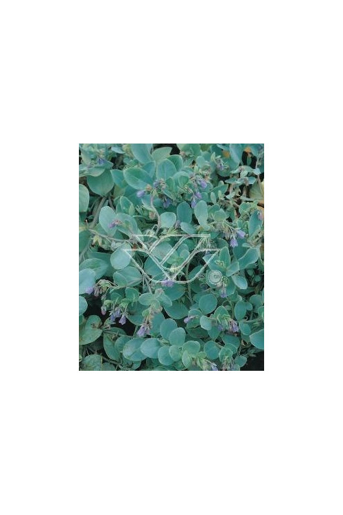 Mertensja nadmorska Mertensia maritima