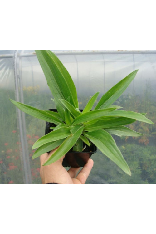 Goryczka moorcroftiana Gentiana moorcroftiana