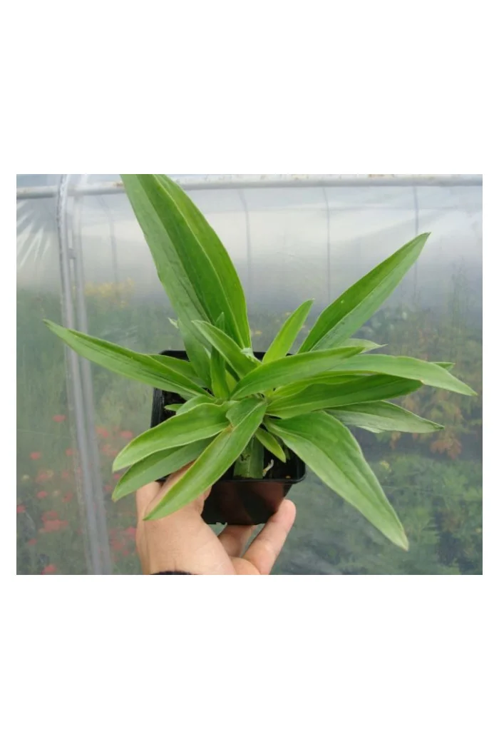 Goryczka moorcroftiana Gentiana moorcroftiana