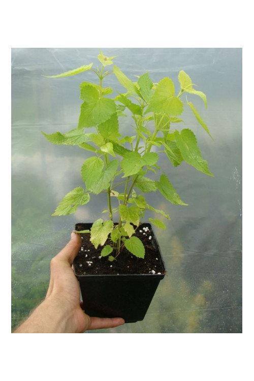 Kłosowiec 'Golden Jubilee' | Agastache foeniculum