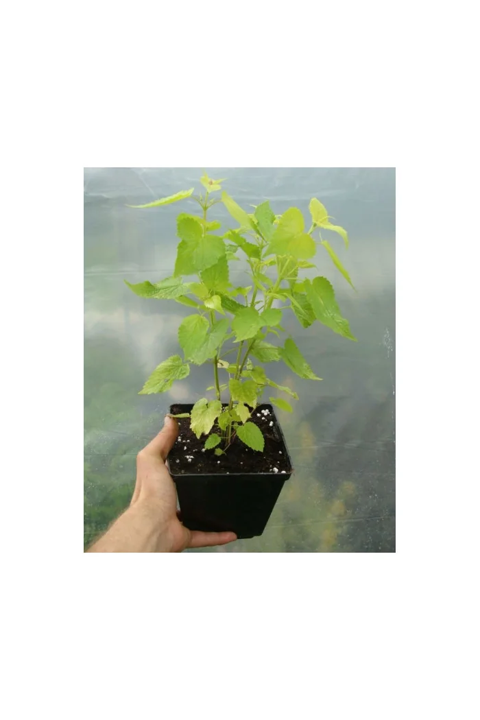 Kłosowiec 'Golden Jubilee' | Agastache foeniculum