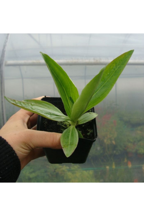 Goryczka tybetańska Gentiana tibetica