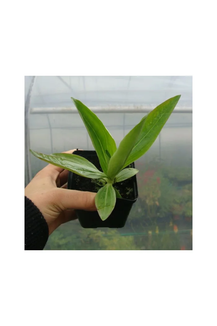 Goryczka tybetańska Gentiana tibetica