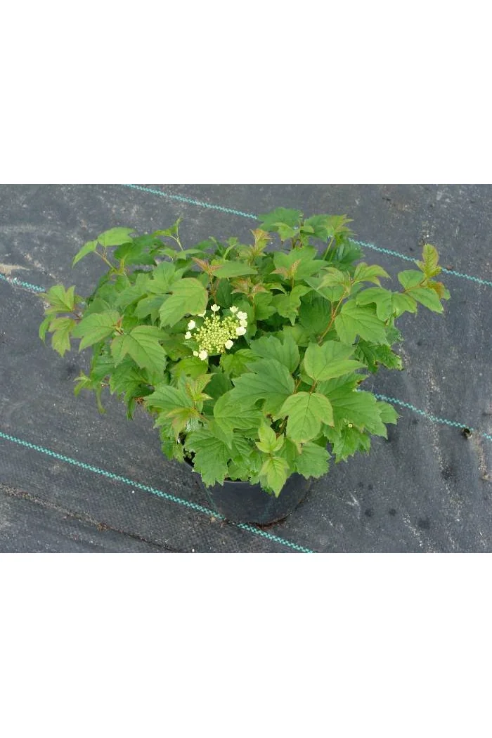 Kalina koralowa 'Nanum' Viburnum opulus