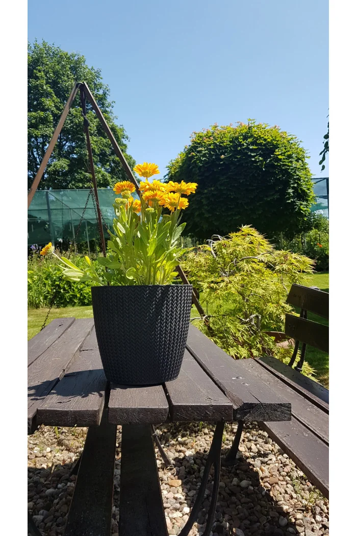 Gaillardia oścista 'Arizona Apricot' Gaillardia aristata