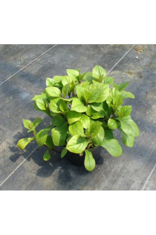 Zawciągowiec | Ceratostigma plumbaginoides