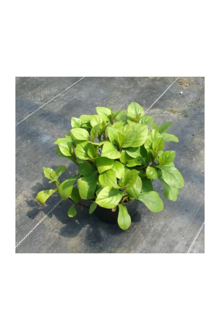 Zawciągowiec | Ceratostigma plumbaginoides