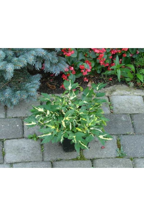 Wiązówka błotna 'Variegata' | Filipendula ulmaria