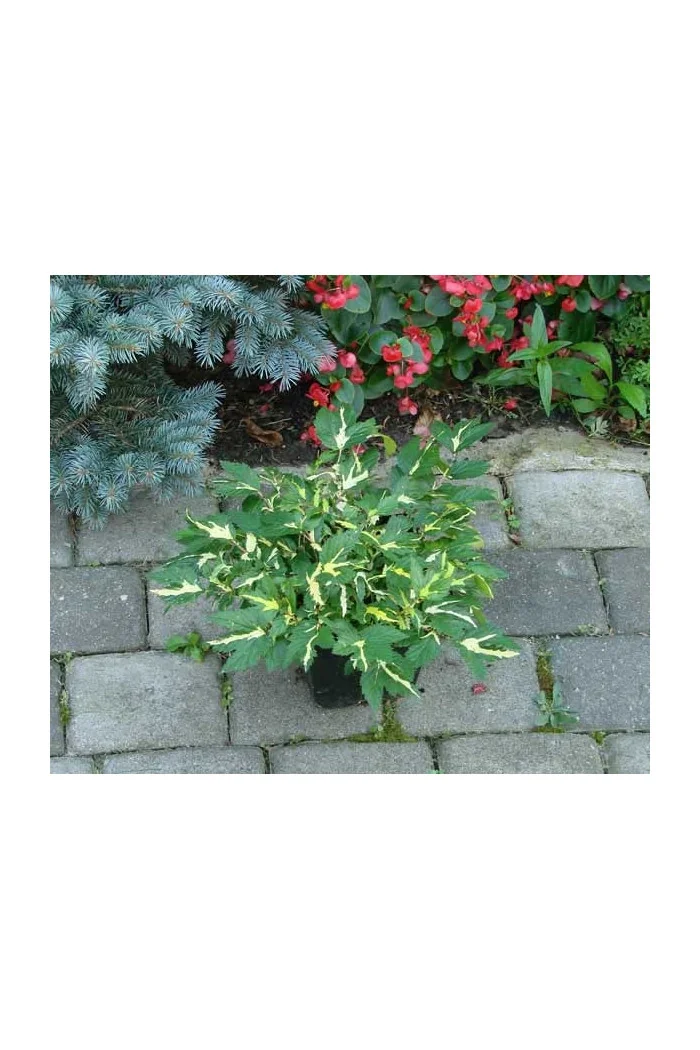Wiązówka błotna 'Variegata' | Filipendula ulmaria